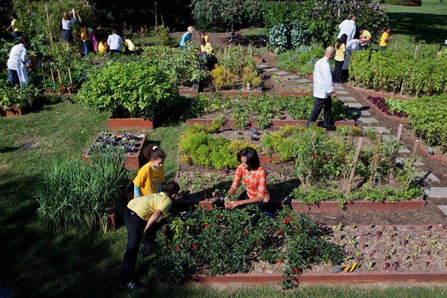 Then+First+Lady+Michelle+Obama+and+White+House+Chefs+join+children+from+Bancroft+and+Tubman+Elementary+Schools+to+harvest+vegetables+during+the+third+annual+White+House+kitchen+garden+fall+harvest+Oct.+5%2C+2011.+%0A
