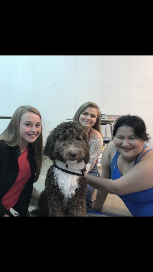 Renee, the Newfoundland poodle who is training to become a therapy dog, pictured with Boone students Mackenzie Wolfe, Tory Ryder and Kendall Rottinghaus.