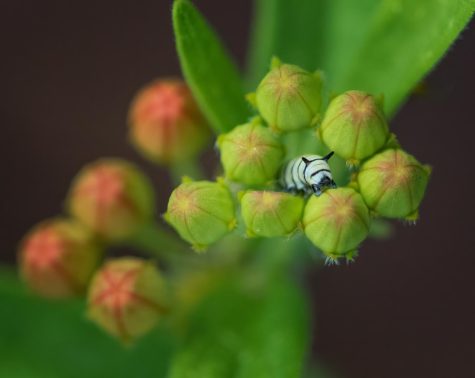 In the courtyard at Boone, there are various plants growing including common milkweed, which is vital for monarch butterflies. Milkweed is the only plant monarchs can lay their eggs on and the only plant that caterpillars can grow on. 